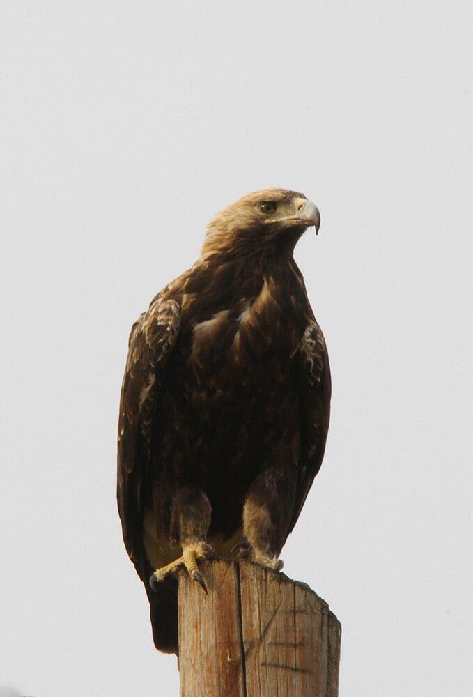 Photograph by Татьяна Шебаршенко