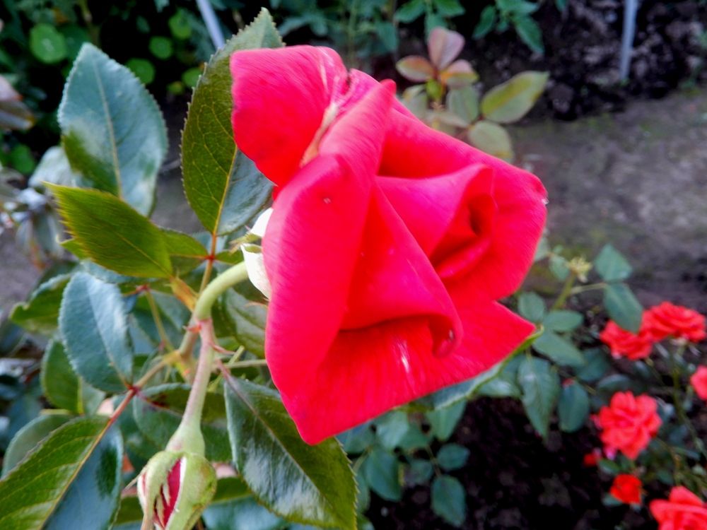 Photograph by Татьяна Красавцева