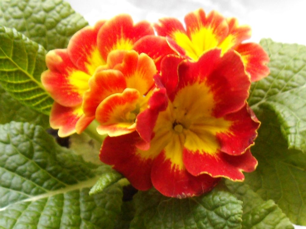 Photograph by Татьяна Красавцева