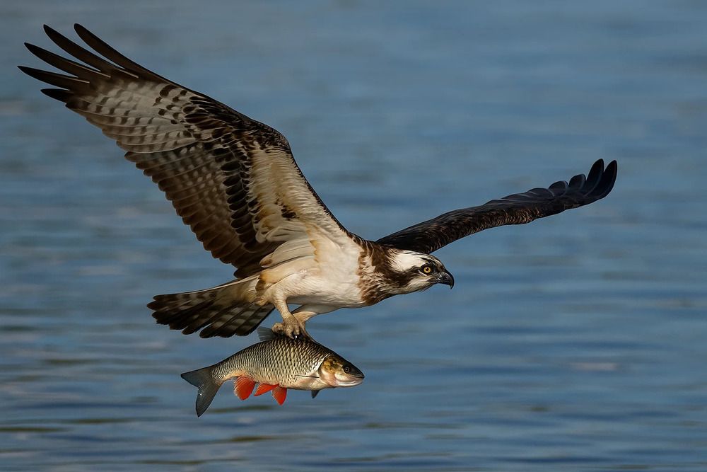 Photograph by Владимир Джерихов