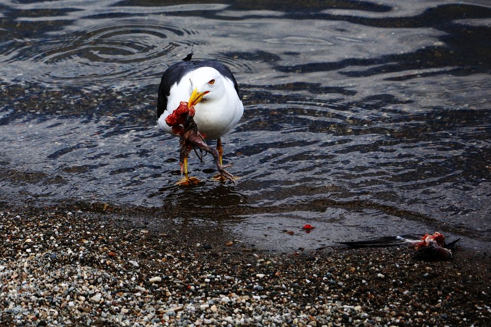 Photograph by Ernest Spiteri Gonzi