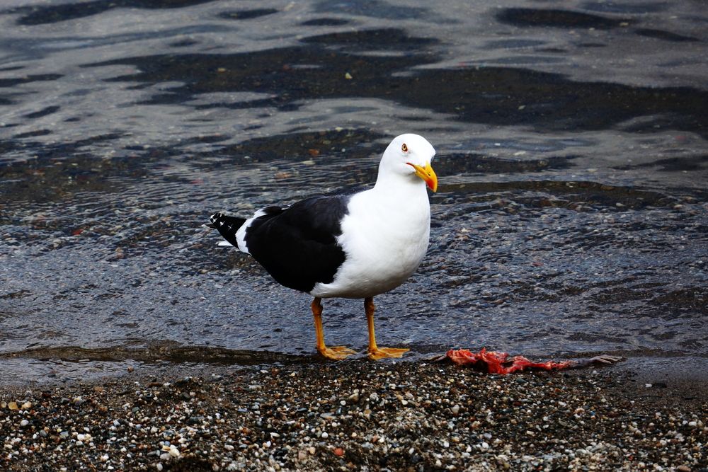 Photograph by Ernest Spiteri Gonzi