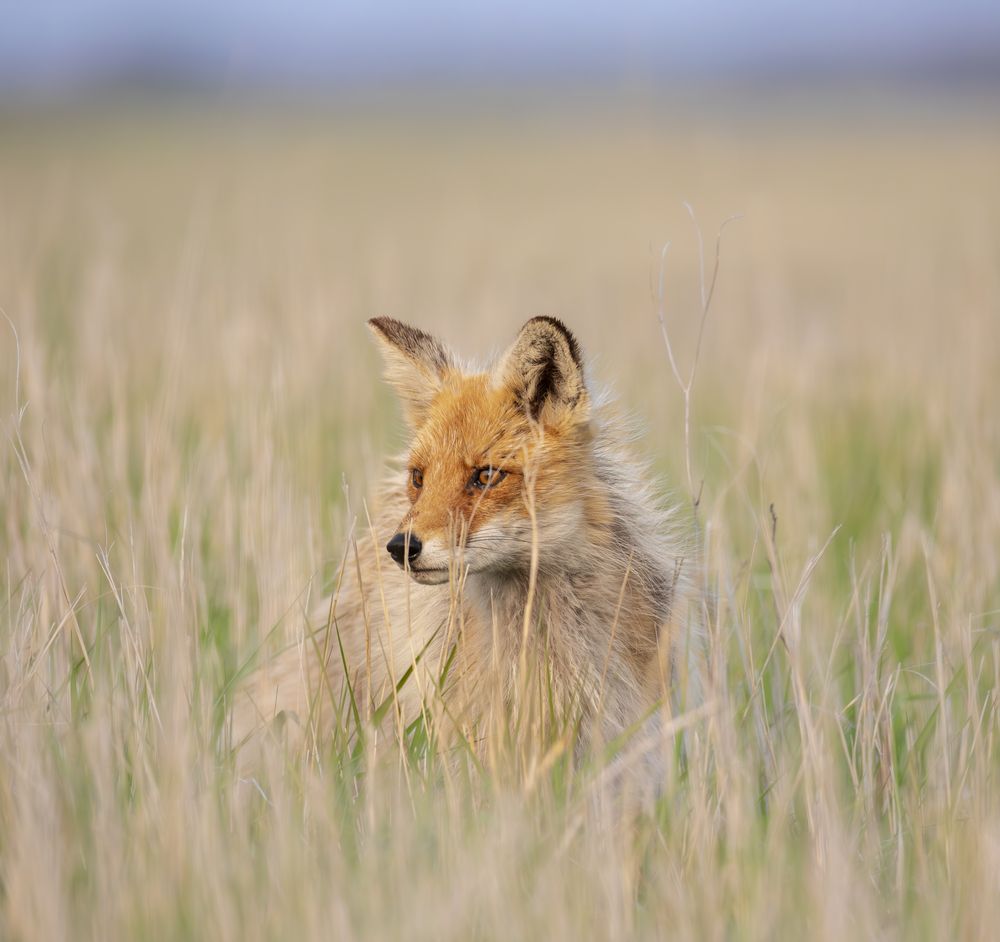 Солнечный лис