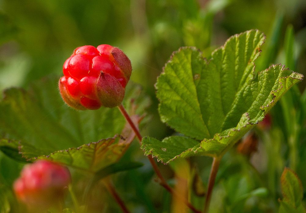 Фотография автора Viktoriya Kim