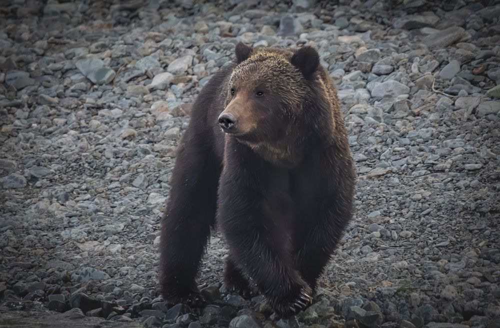 Фотография автора Лаврентьев Александр