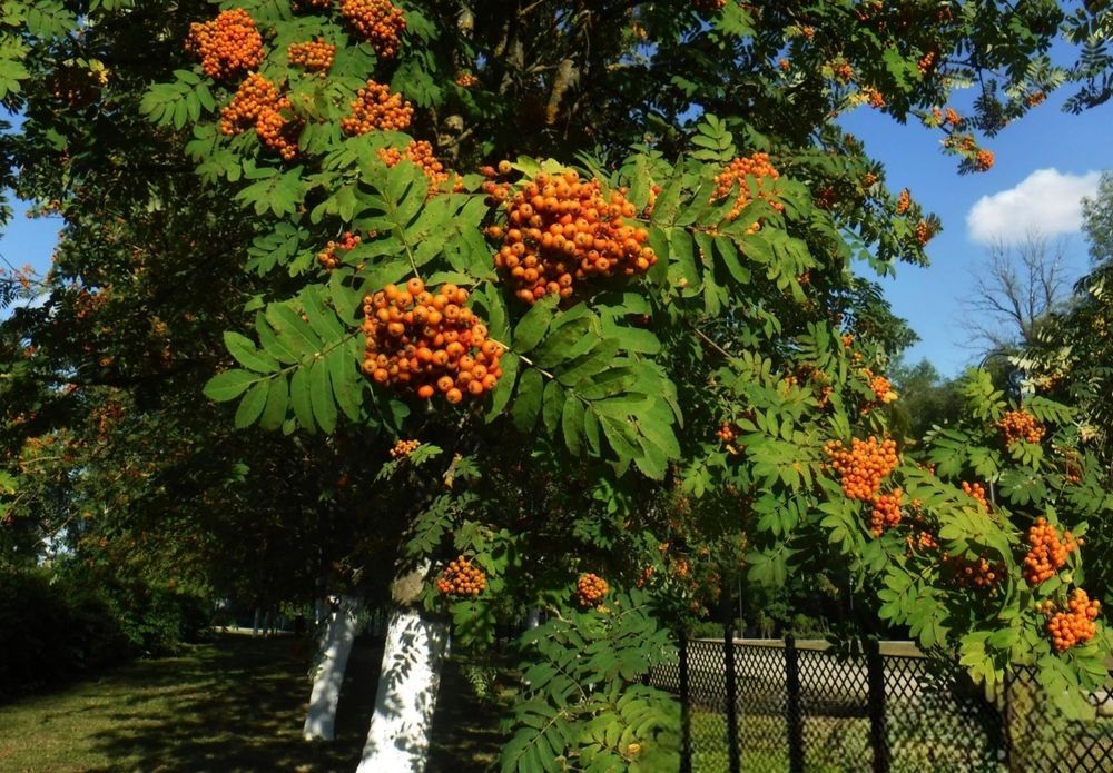 Photograph by Елена Сухорученкова