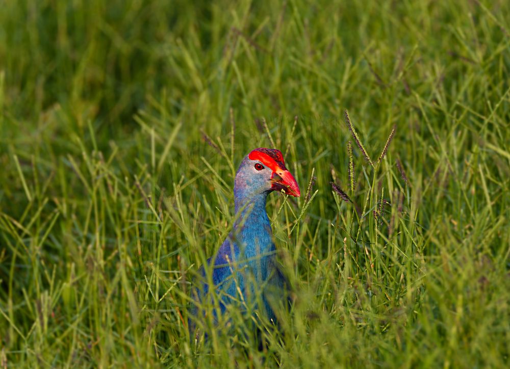 Photograph by G N RAJA