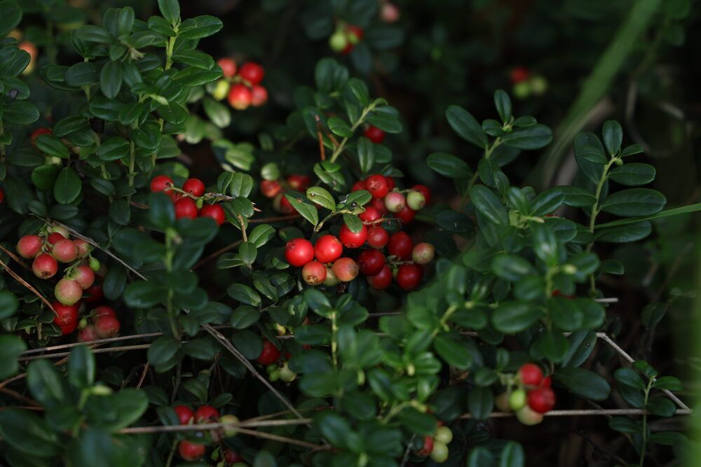 Photograph by Марина Иванникова