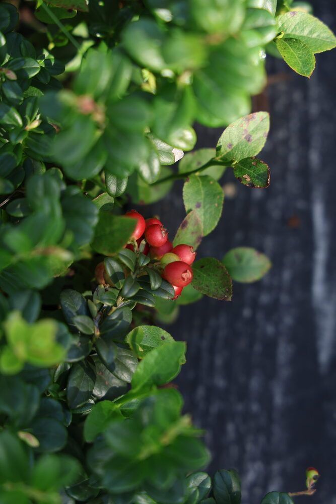 Photograph by Марина Иванникова