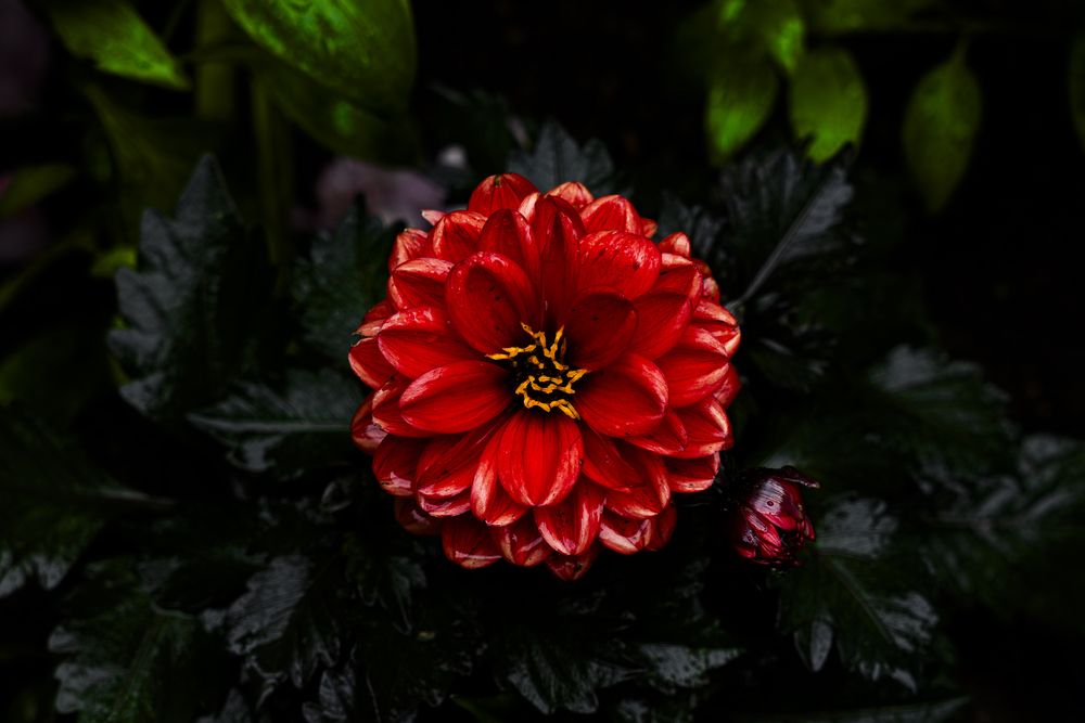 Photograph by TAMURA Kenta