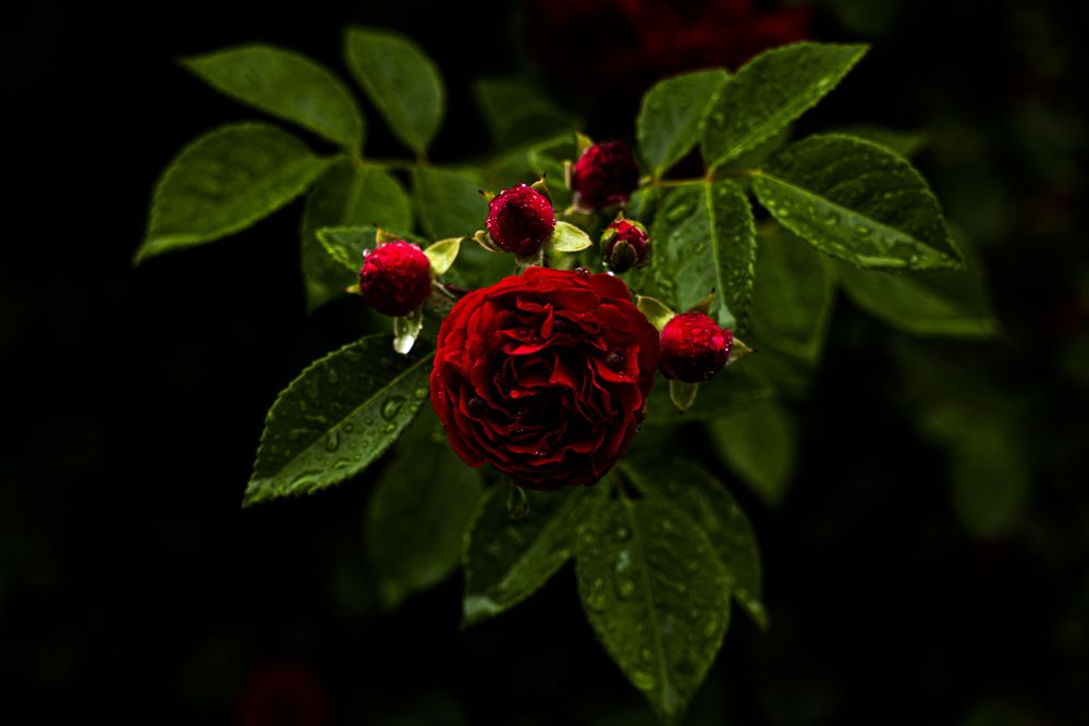 Photograph by TAMURA Kenta