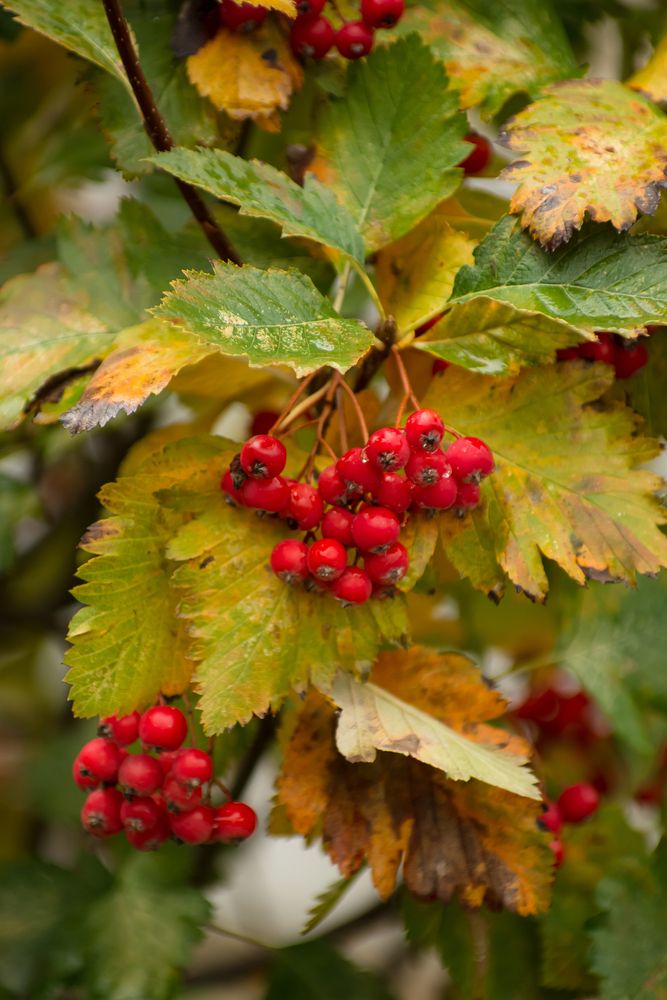 Photograph by Галина Григорьева