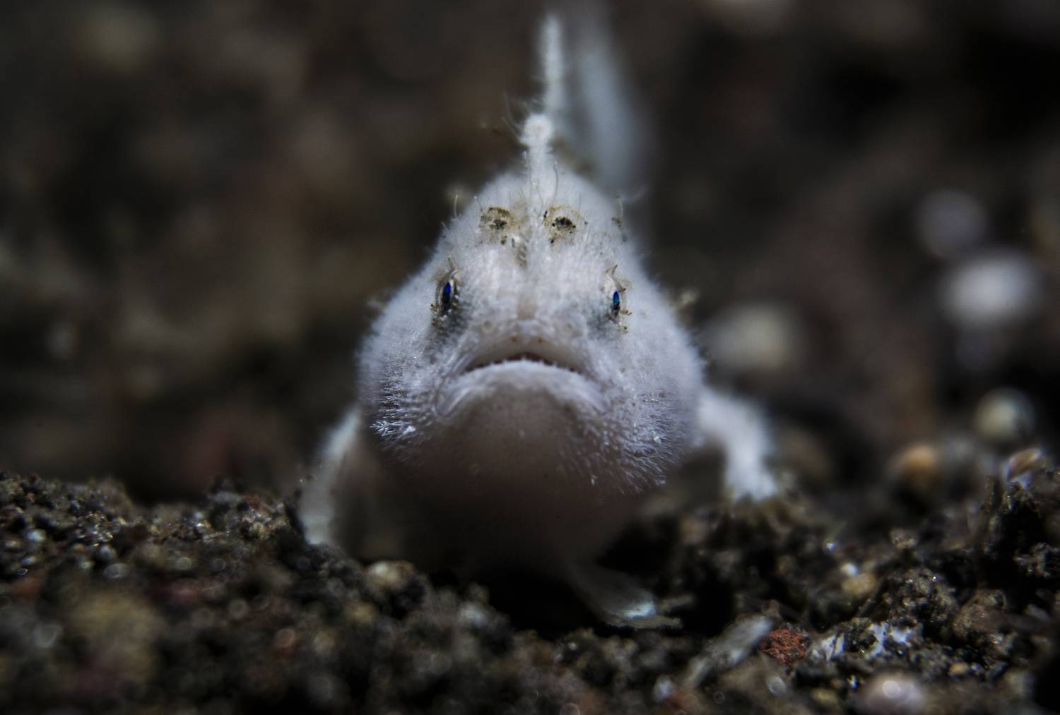 Baby frog fish