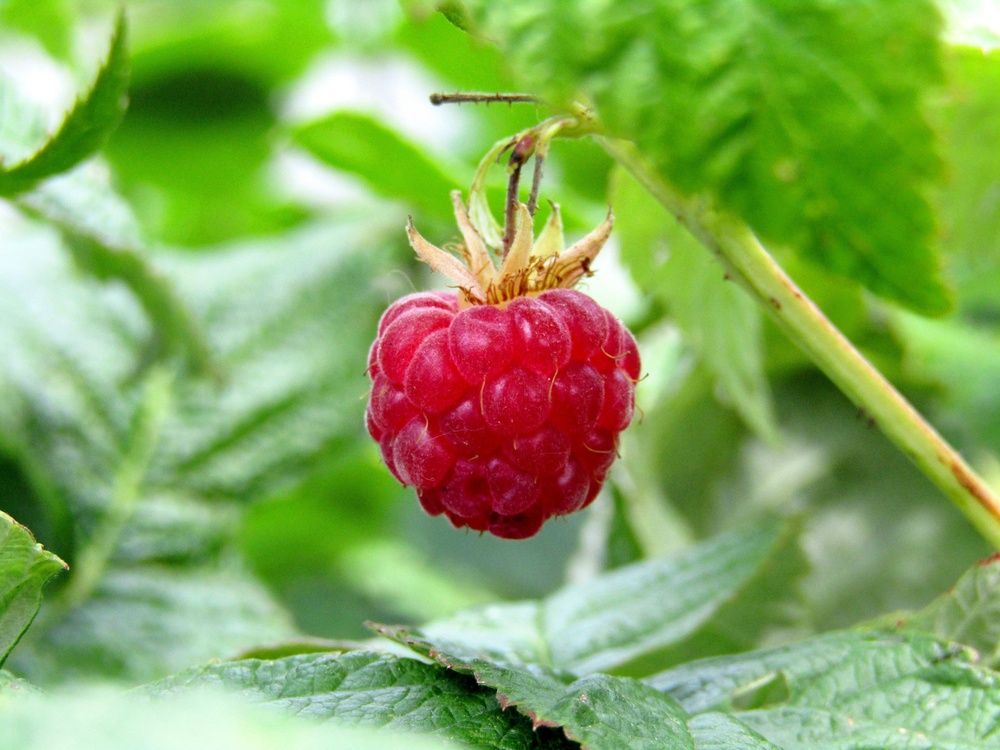 Photograph by Владимир Перминов