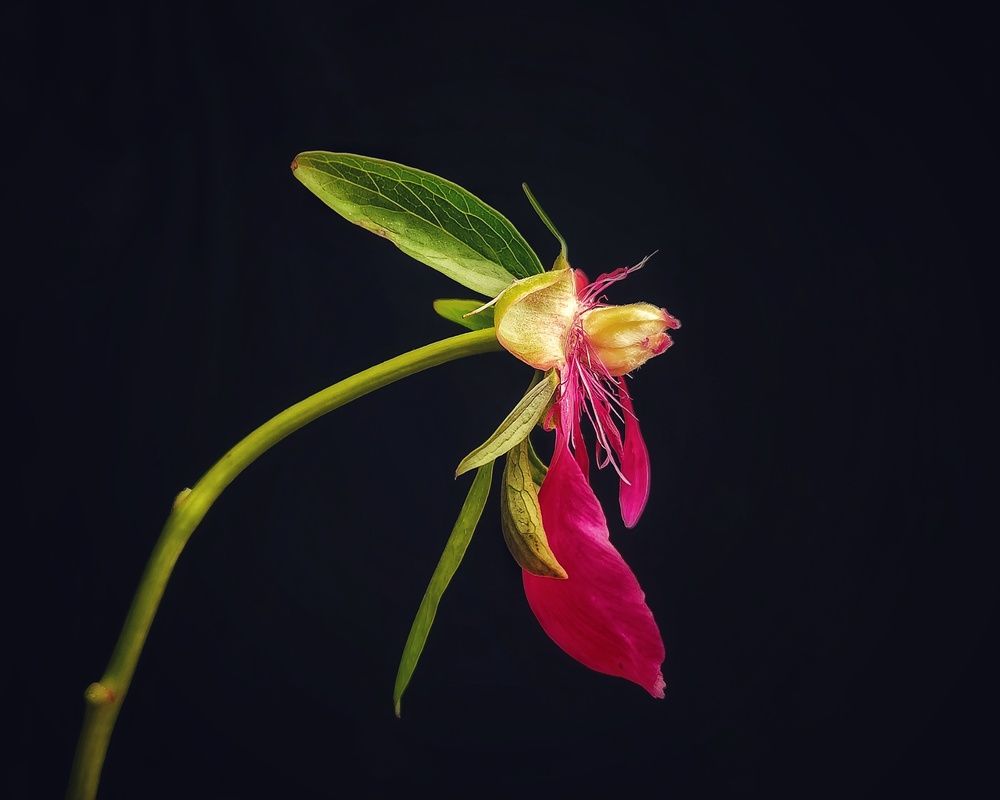 Photograph by Александра Кропивка