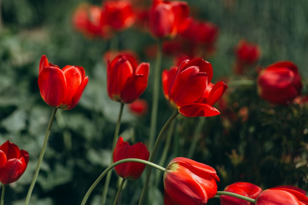 Photograph by Анна Бобкова