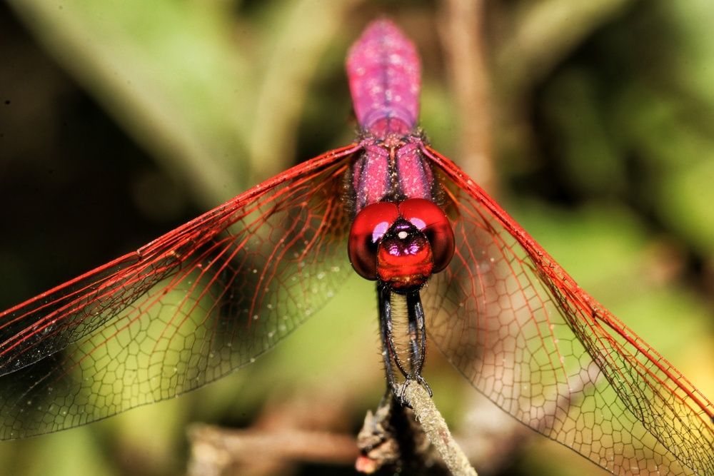 Photograph by Shalini Jain