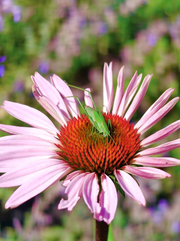 Photograph by Наталья Адалинская