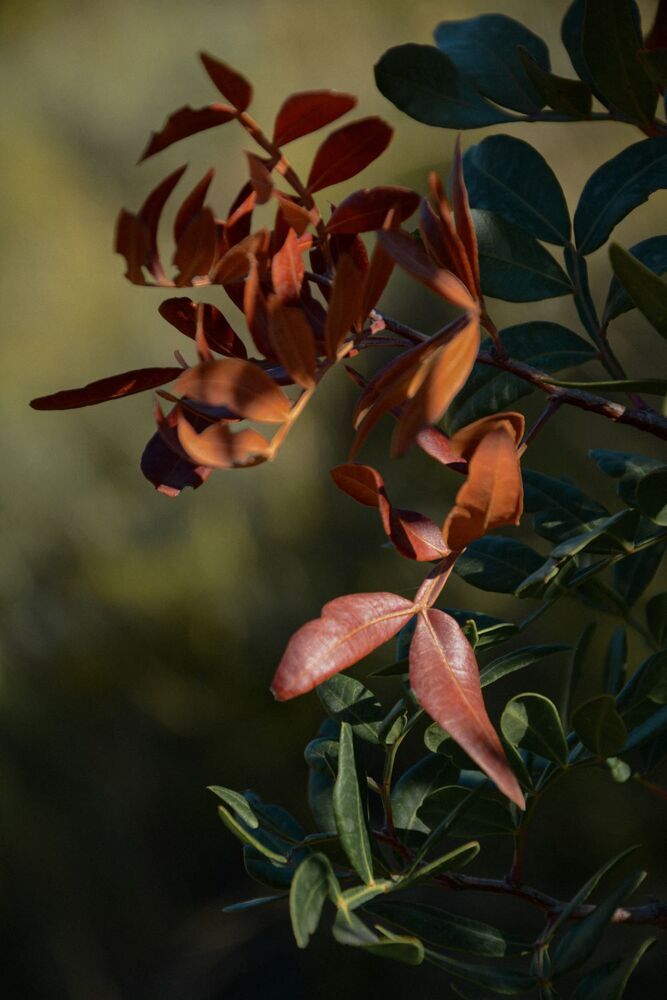 Фотография автора Alyona Sorokina