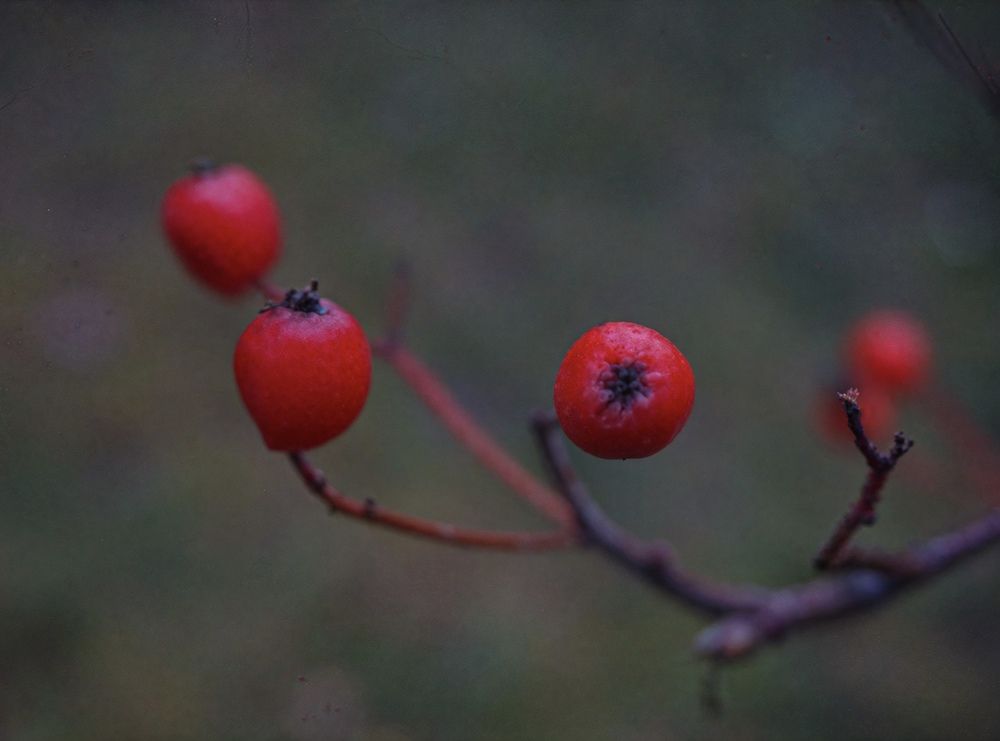 Фотография автора Militha Wut