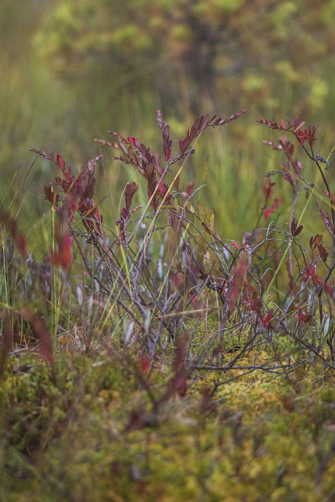 Photograph by Майя Чехова