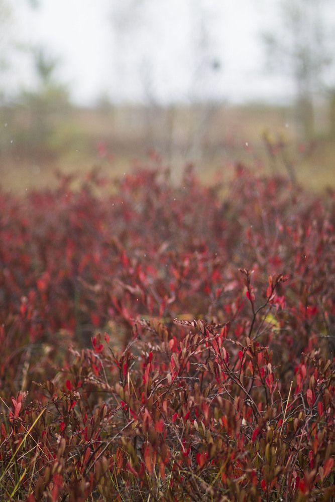 Photograph by Майя Чехова