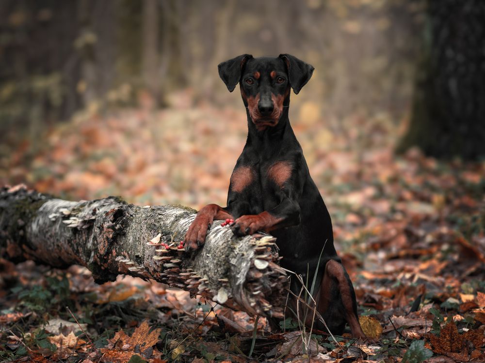 Фотография автора Васильева Светлана