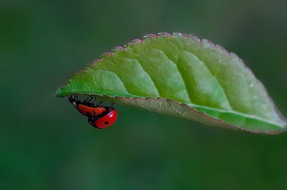 Photograph by Игорь Чеботарёв