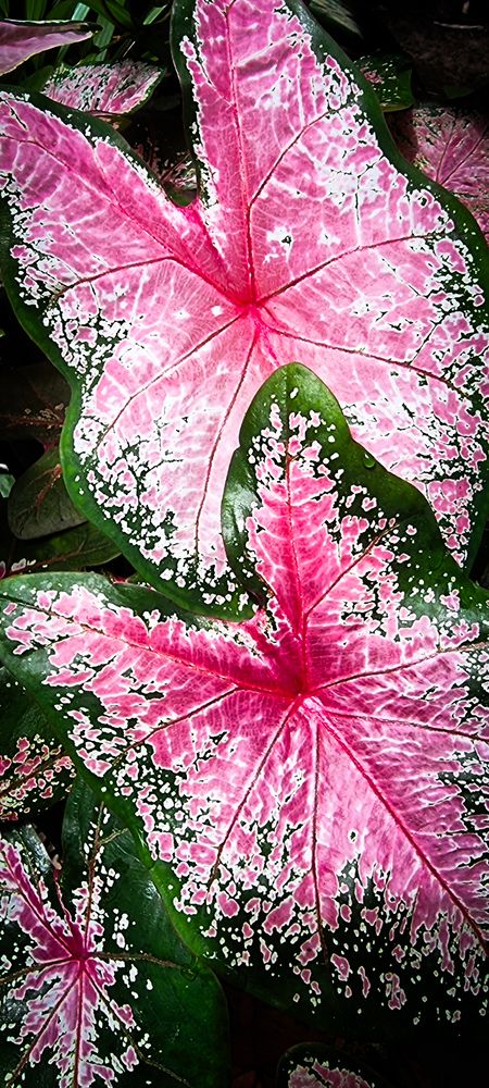 Photograph by Gr Marie