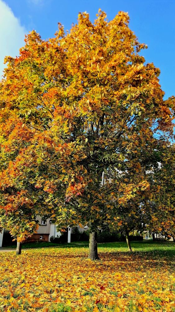 Фотография автора Rafał Piekarski