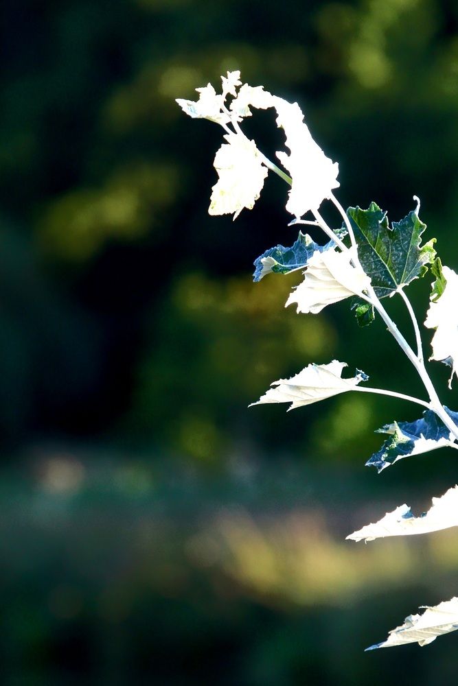 Sunlit Silver and Green