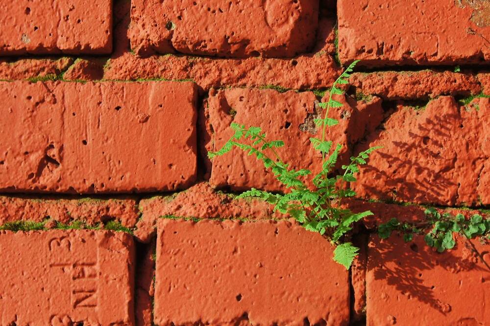 Вертикальное озеленение