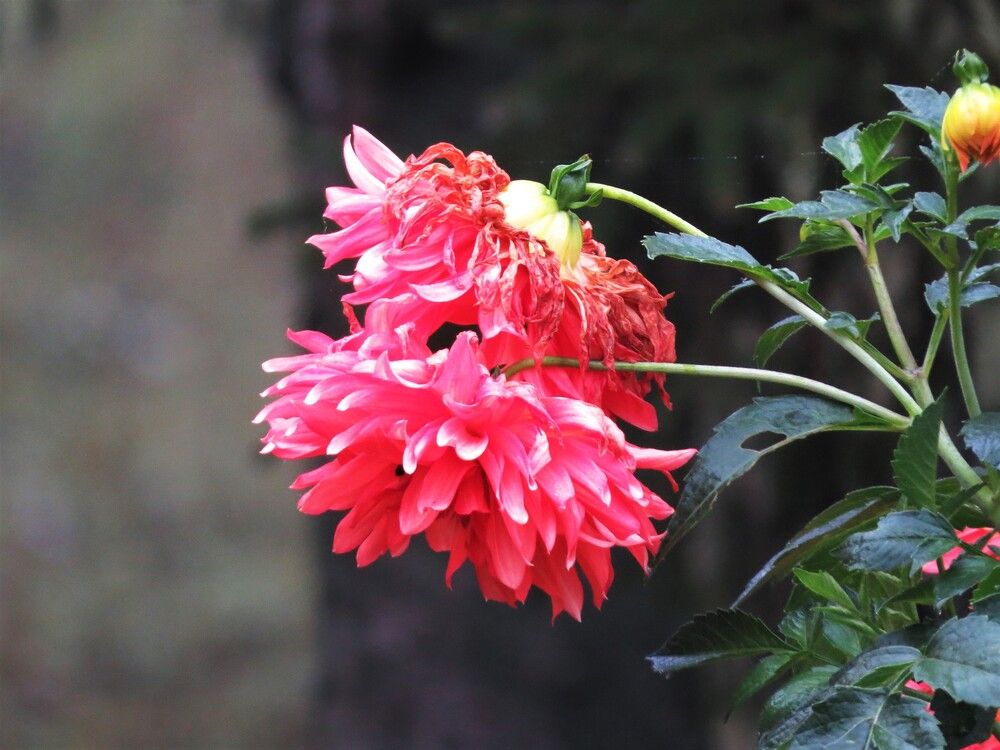 Photograph by Лариса Басова