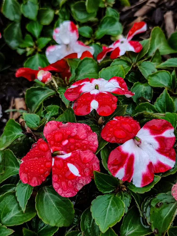 Photograph by Алёна Пшеленская