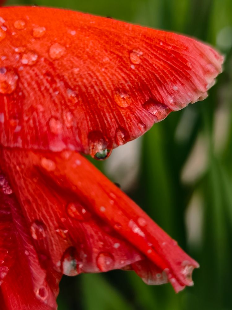 Photograph by Алёна Пшеленская