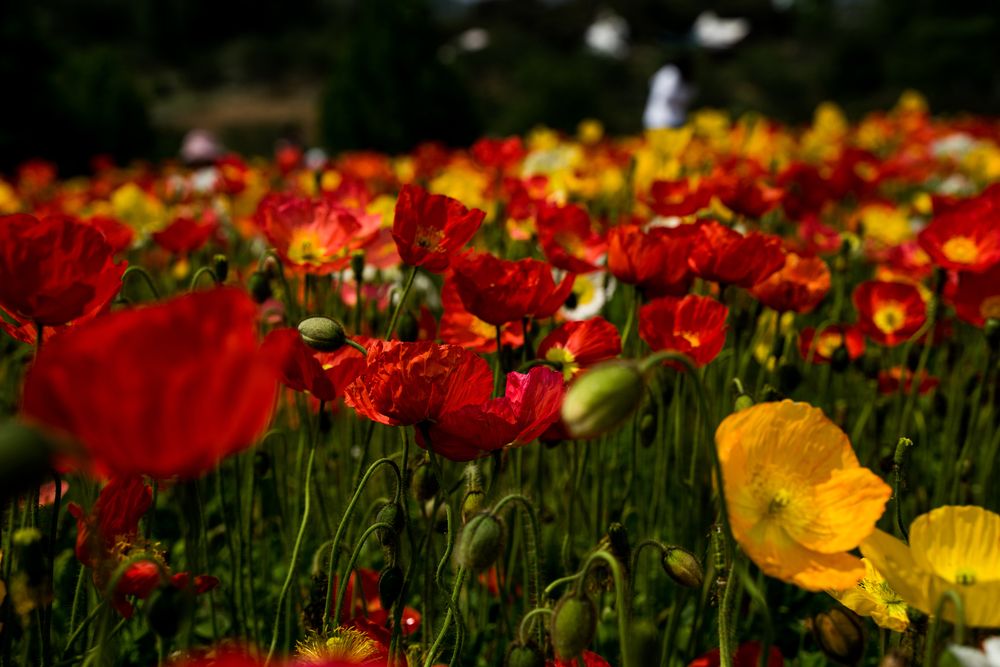 Фотография автора Василиса Новикова