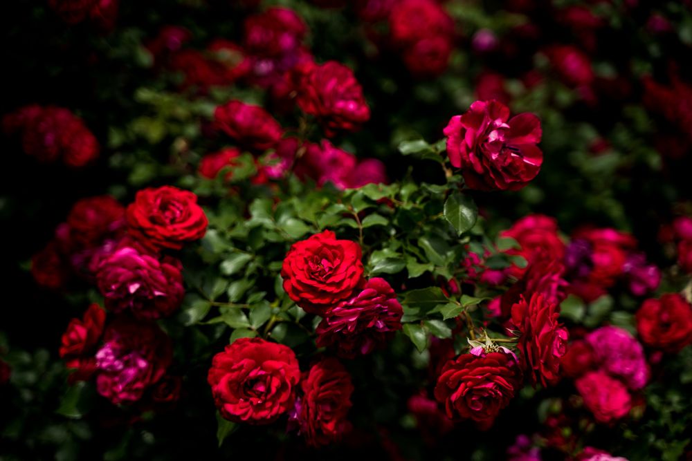 Фотография автора Василиса Новикова