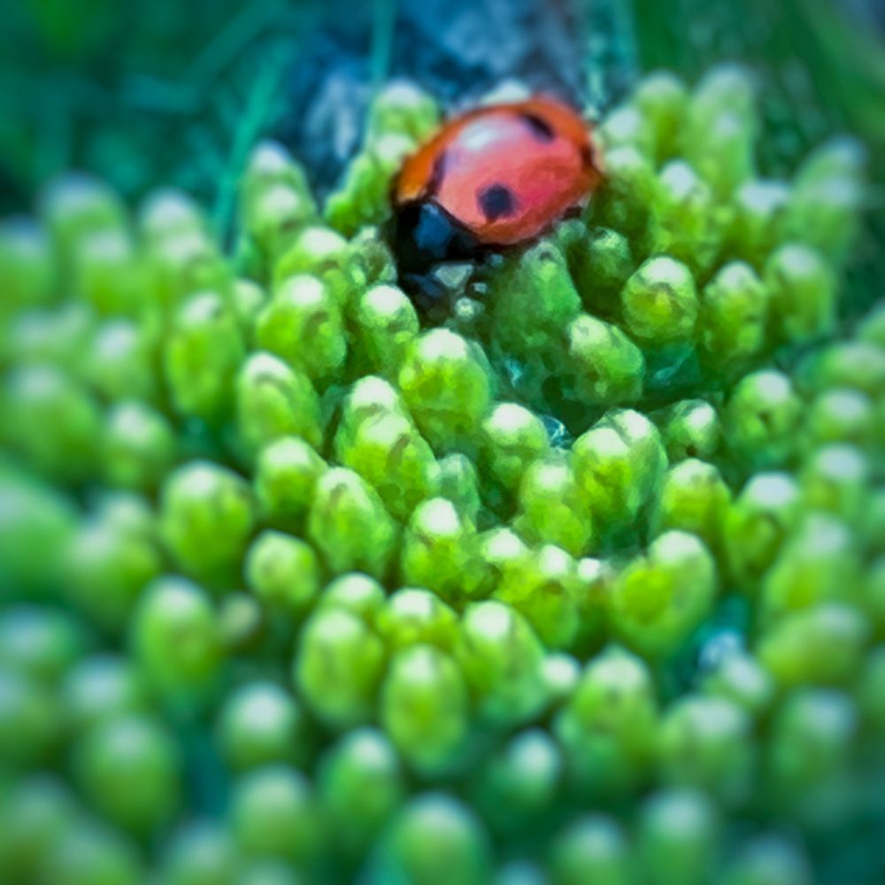 Photograph by Ольга Скиба