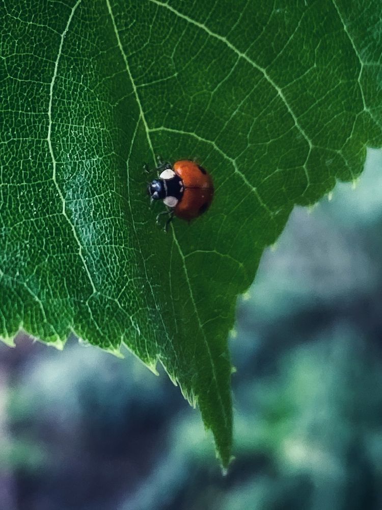 Photograph by Ольга Скиба