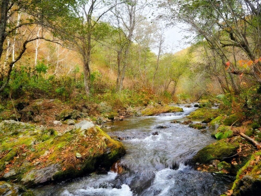 Фотография автора Olena Vorotyntseva