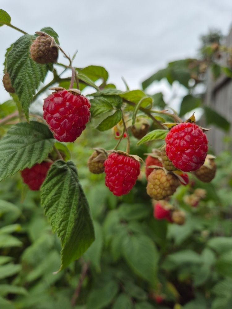 Photograph by Татьяна Колчанова