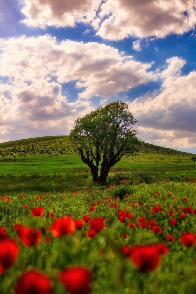 Photograph by Hamid espanani