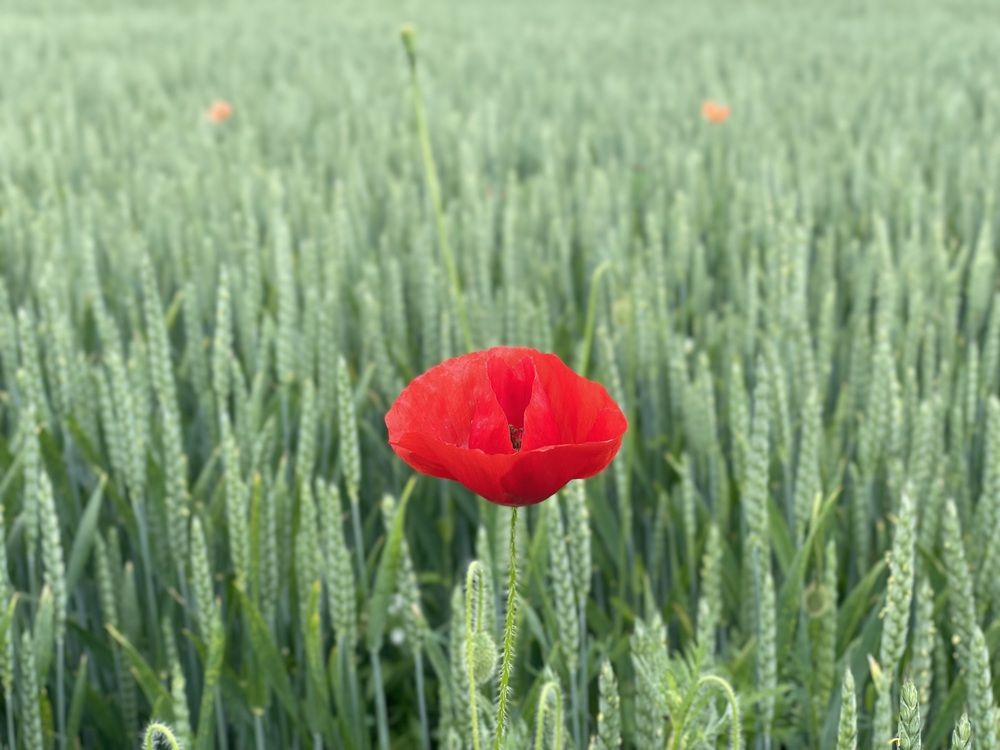 Photograph by Deyan Borisov