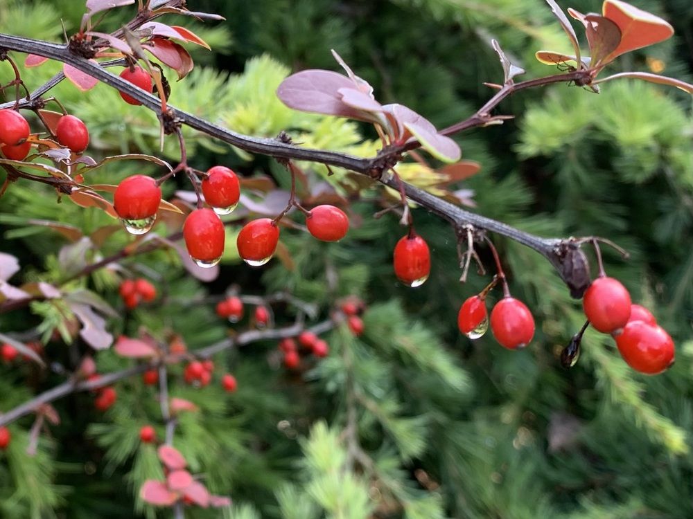 Photograph by Игорь Ребров