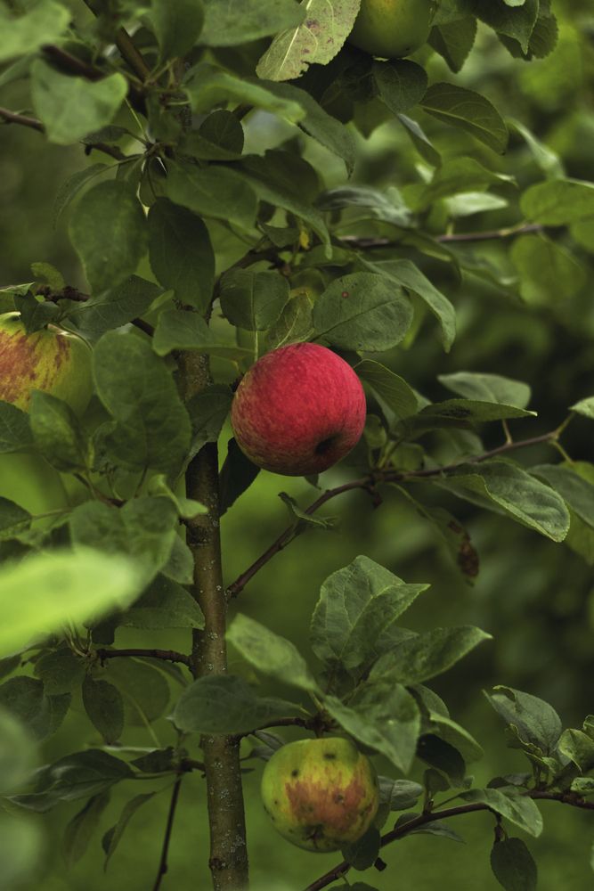 Фотография автора Elena Zeleranskaya