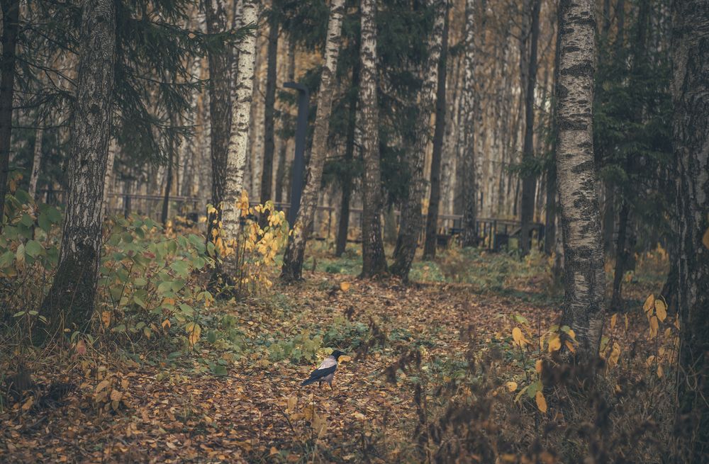 Photograph by Helena Proshkina