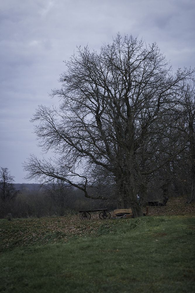 Время оголённых ветвей