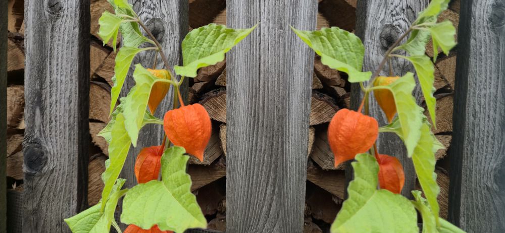 Фотография автора Igor Repishevski