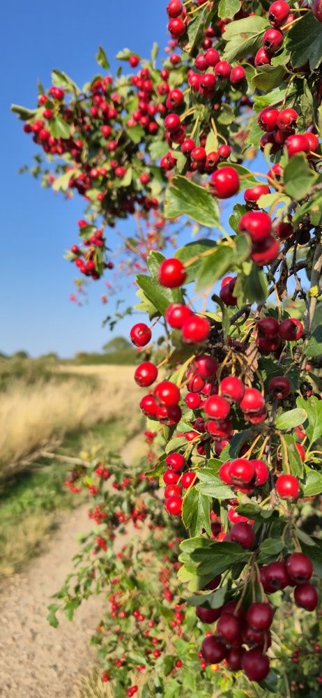 Фотография автора Igor Repishevski