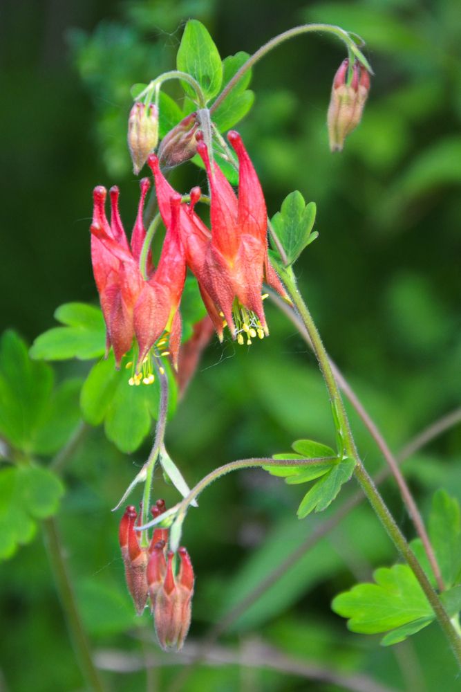 Photograph by Ken Oliver